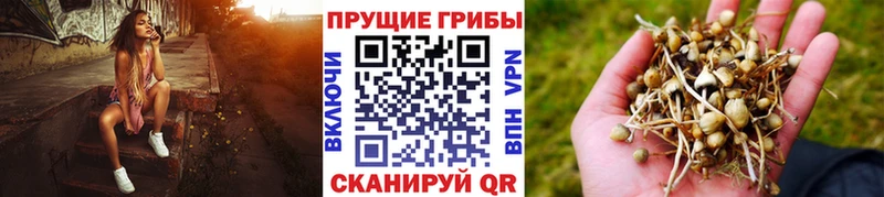где купить наркотик  Змеиногорск  Псилоцибиновые грибы Psilocybine cubensis 